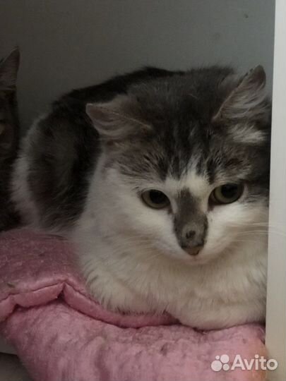 Кошка Луша ищет дом