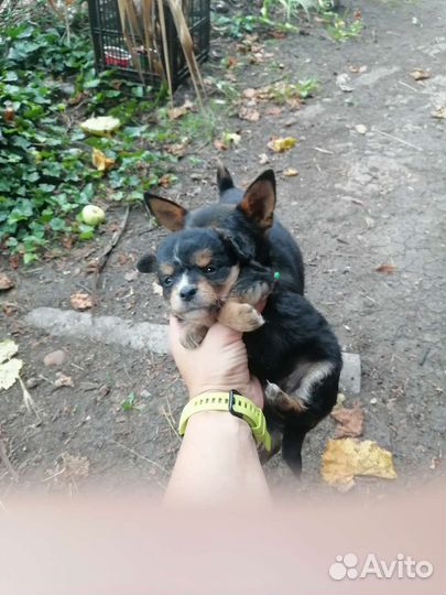 Отдам бесплатно