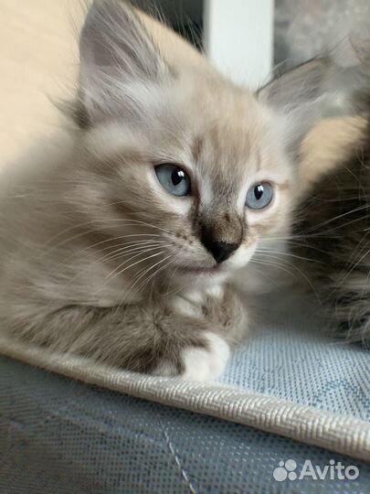 Котята манчкина