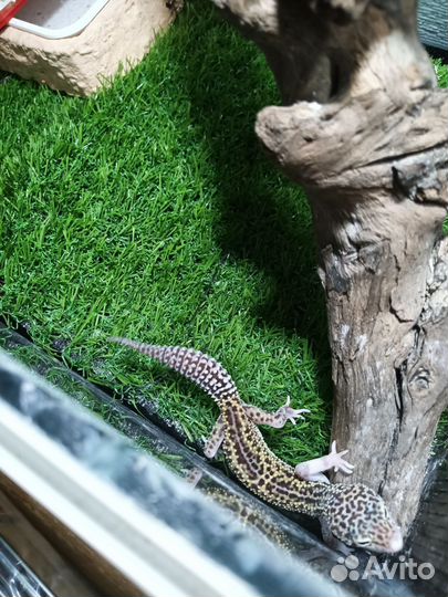 Террариум для эублефара