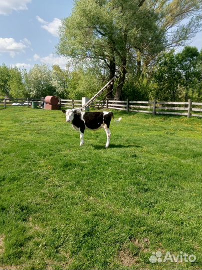 Продаю коров и телочку