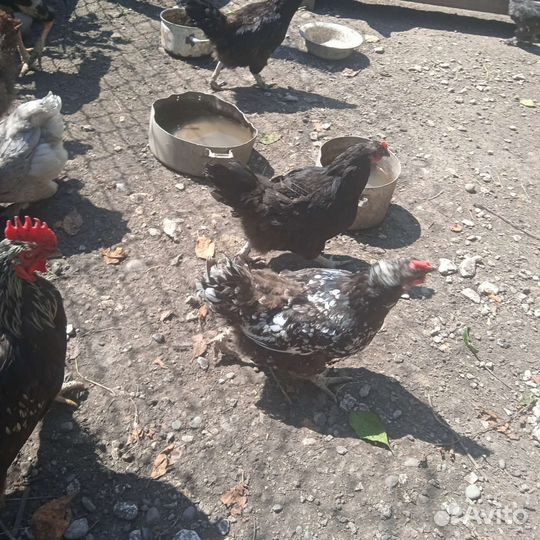 Домашние курочки