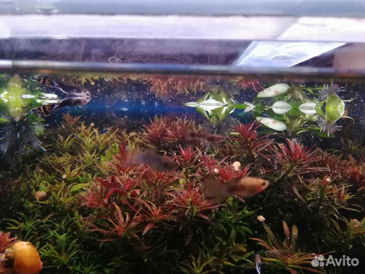 Аквариумные растения