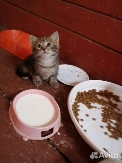 Котята в добрые руки бесплатно