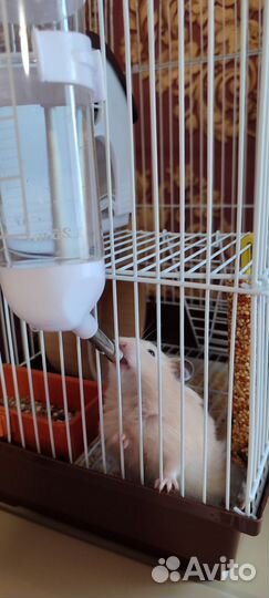 Хомяк сирийский с клеткой