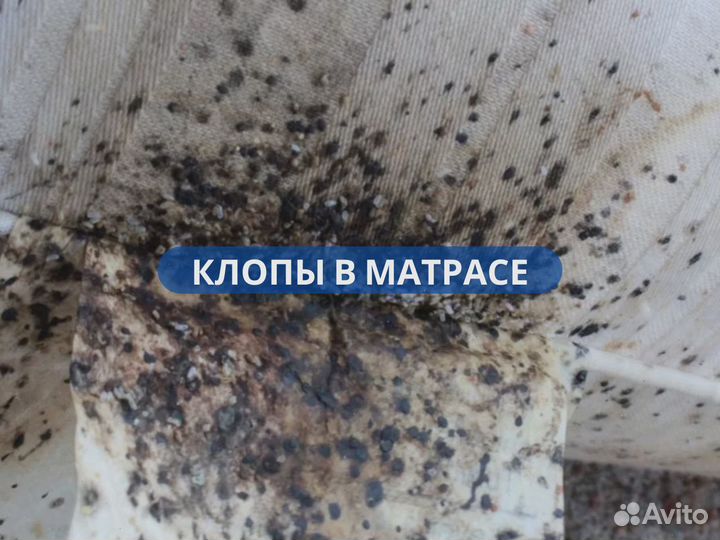 Уничтожение клопов травить тараканов Дезинфекция