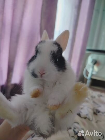 Декоративные кролики, 2-3 месяца