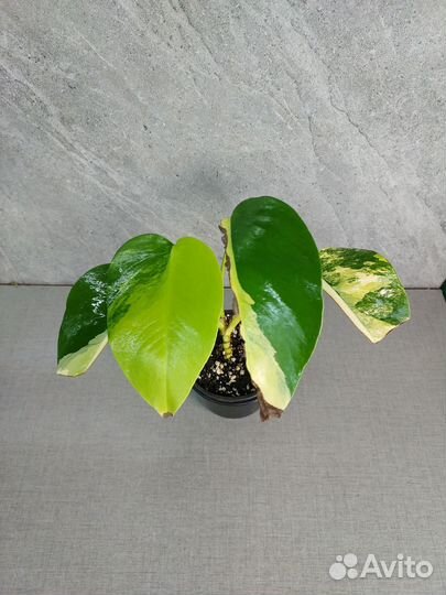 Монстера yellow var