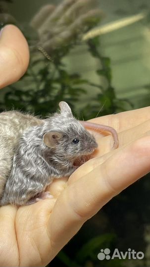 Сатиновые мышки малыши