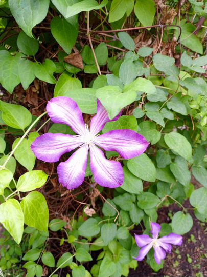 Дом 24 м² на участке 8 сот.