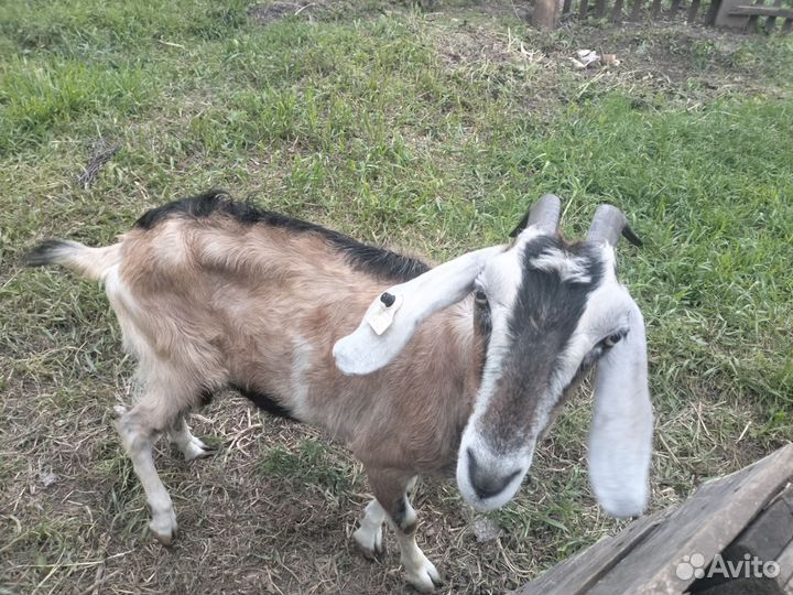 Продам козу