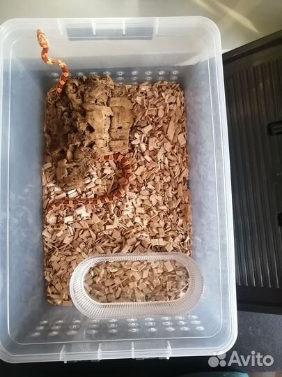 Змея маисовый полоз