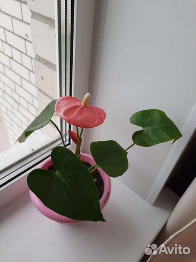 Педилантус и Традесканция,Антуриум