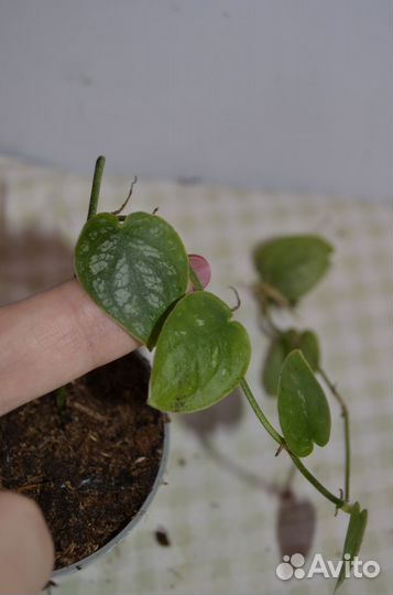 Монстера дубия мелколистная