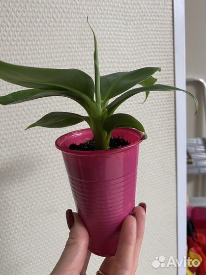 Банан супер карликовый кавендиш