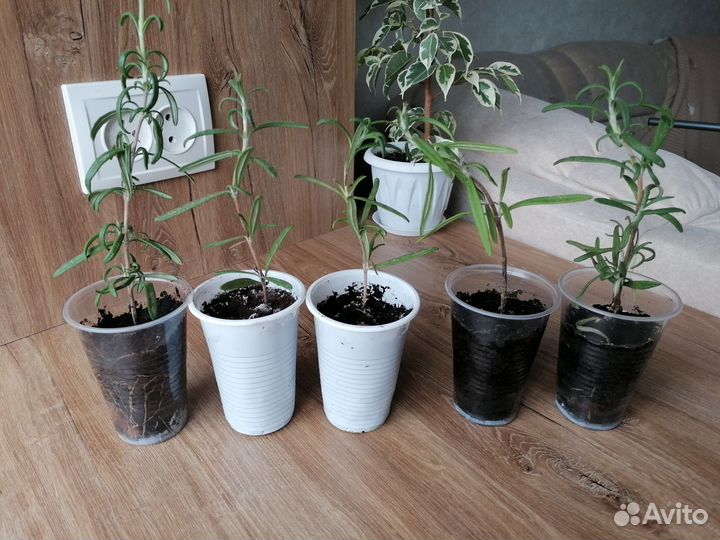 Розмарин саженцы