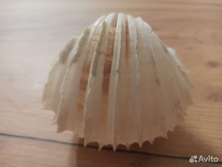 Морская раковина