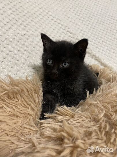 Котенок мальчик 1,5 месяца