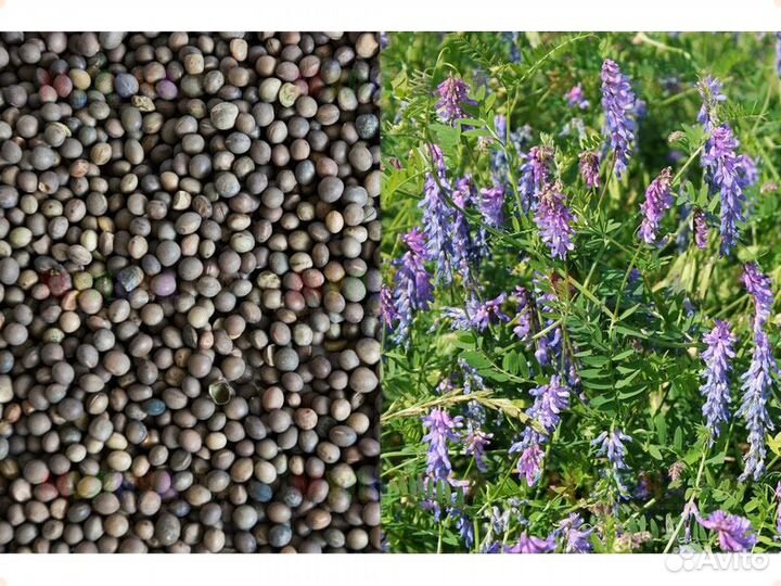 Смесь сидератов Овес-Вика, 1 кг