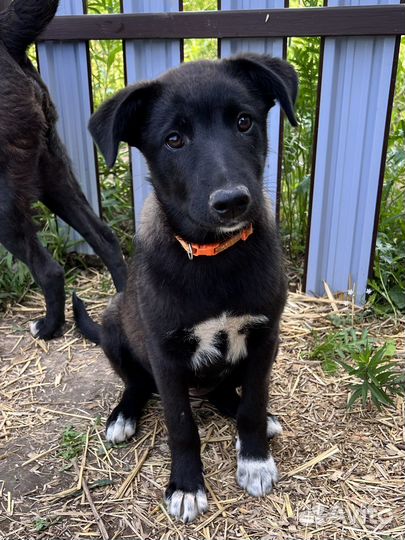 Щенок-подросток