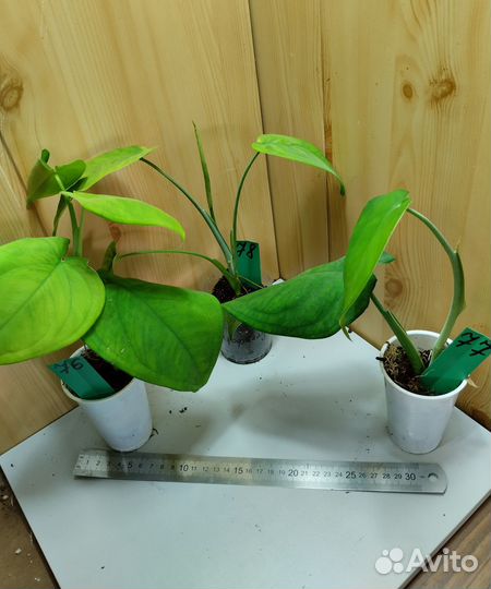 Сингониумы разные