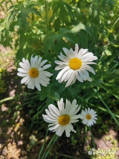 Рамашка, лилейник и другие