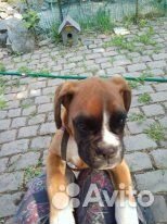 Продается 6-месячный щенок немецкого боксера объявление продам
