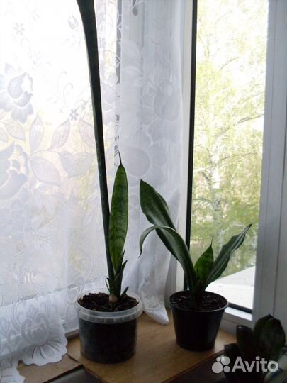 Сансевиерия 