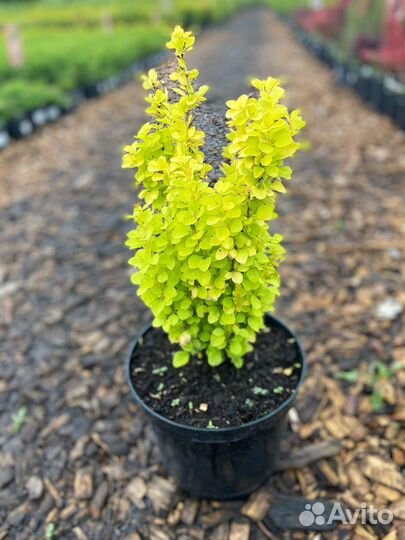 Барбарис тунберга