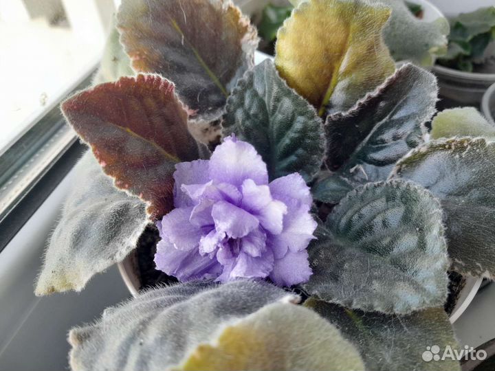 Цветущие фиалки