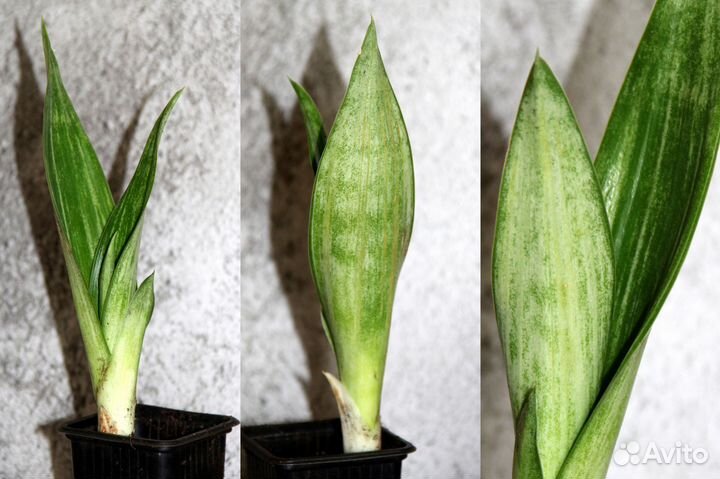 Сансевиерии сортовые
