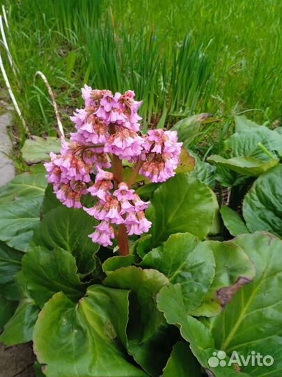 Бадан розовый