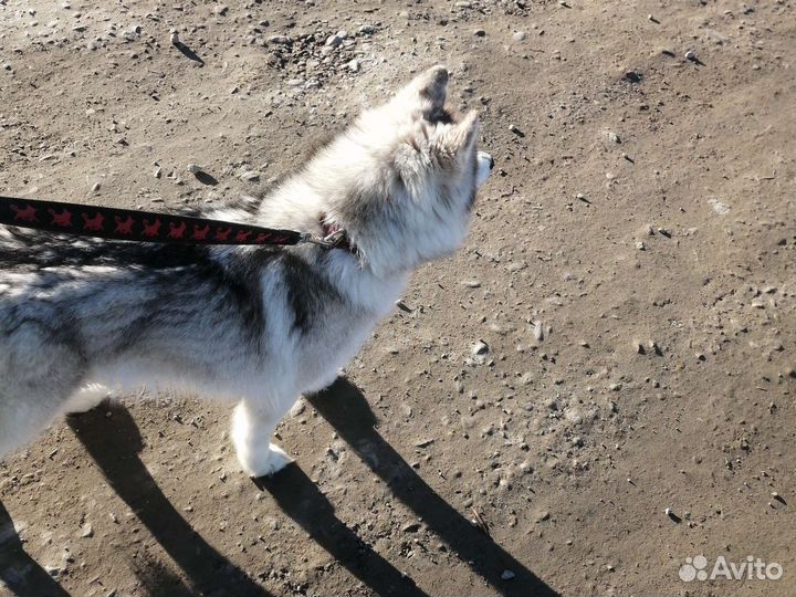 Сибирский хаски