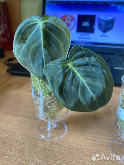 Филодендрон