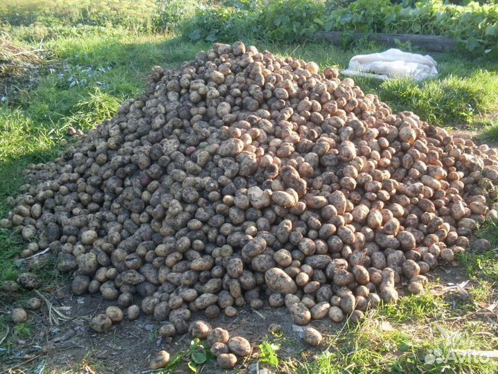 Картофель