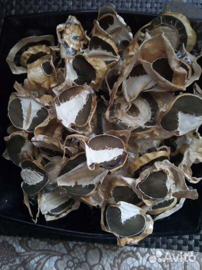 Гриб веселка свежий 2023 года