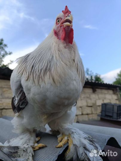 Петух