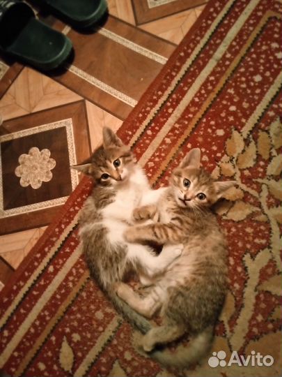 Две кошечки