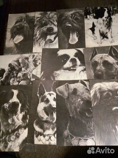Открытки с видами собак