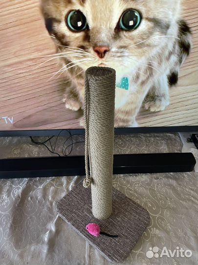 Когтеточка