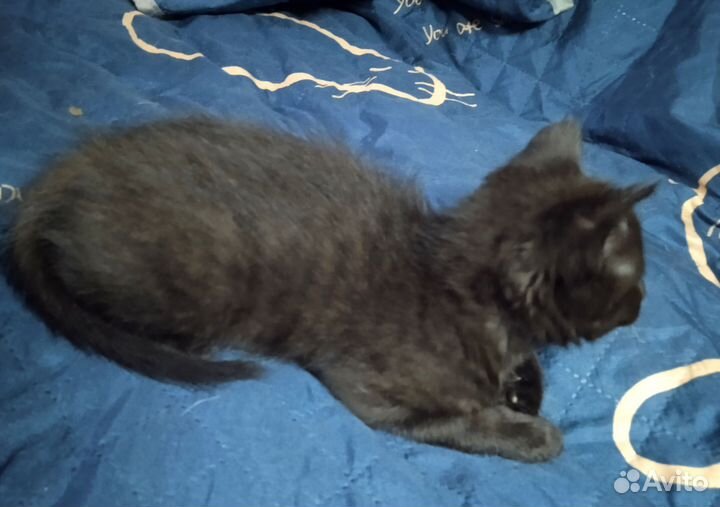 Котик 2 месяца