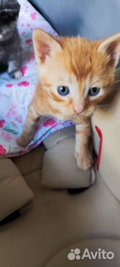 Котята бесплатно