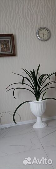 Цветок кливия большой