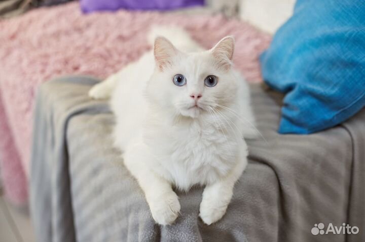 Особенный кот Беломор ищет особенных людей