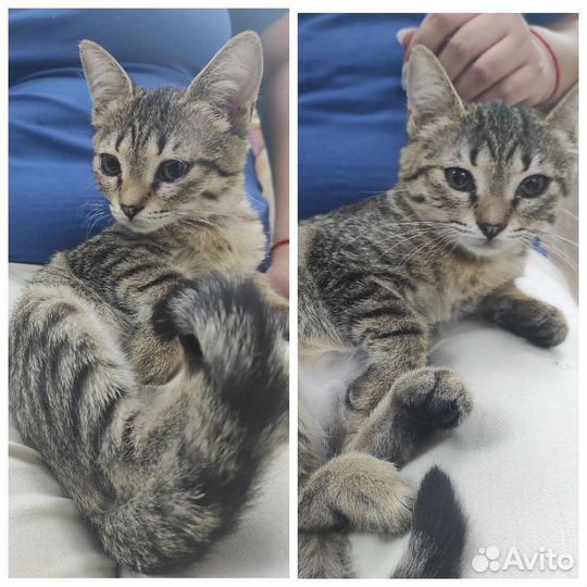 Котенок-мальчик и котенок-девочка крымских кошек