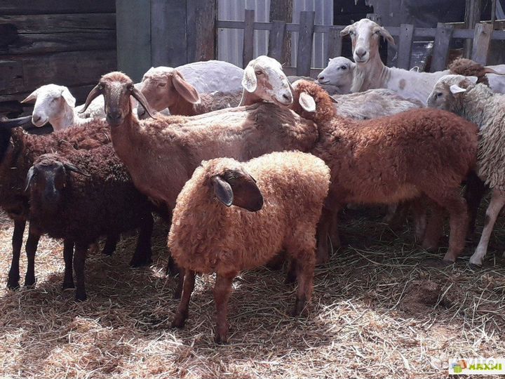 Овцы на развод