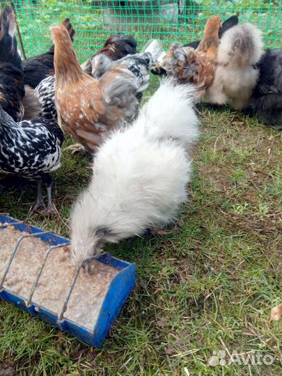 Китайские шелковые подрощенные цыплята