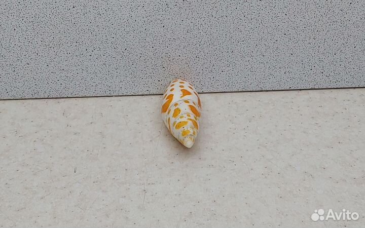 Митра Митра 6,3 морская ракушка раковина