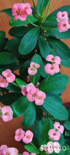 Эуфорбия милли