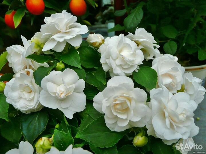 Бальзамин махровый белый